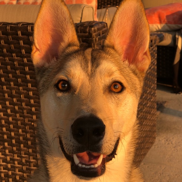 Meet your Posher, Maya - Picture 2 of 3